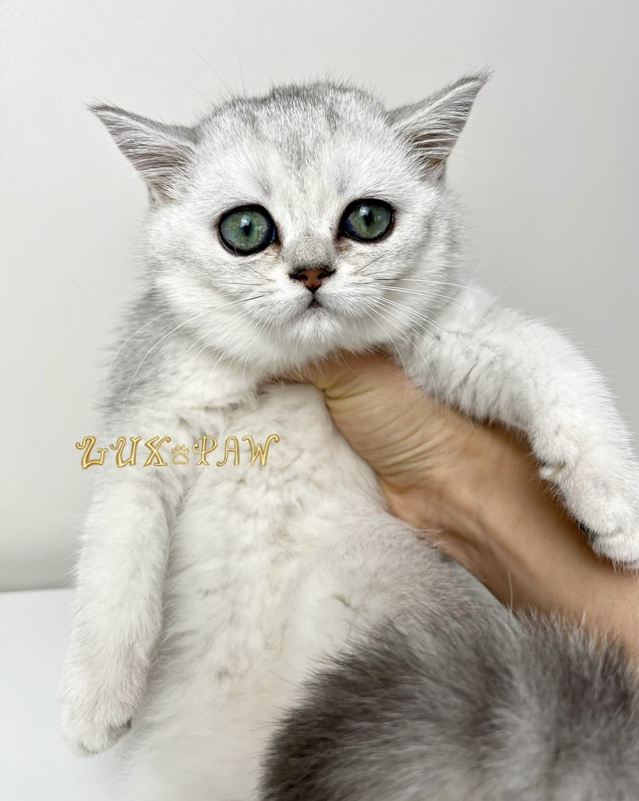 british shorthair kitten