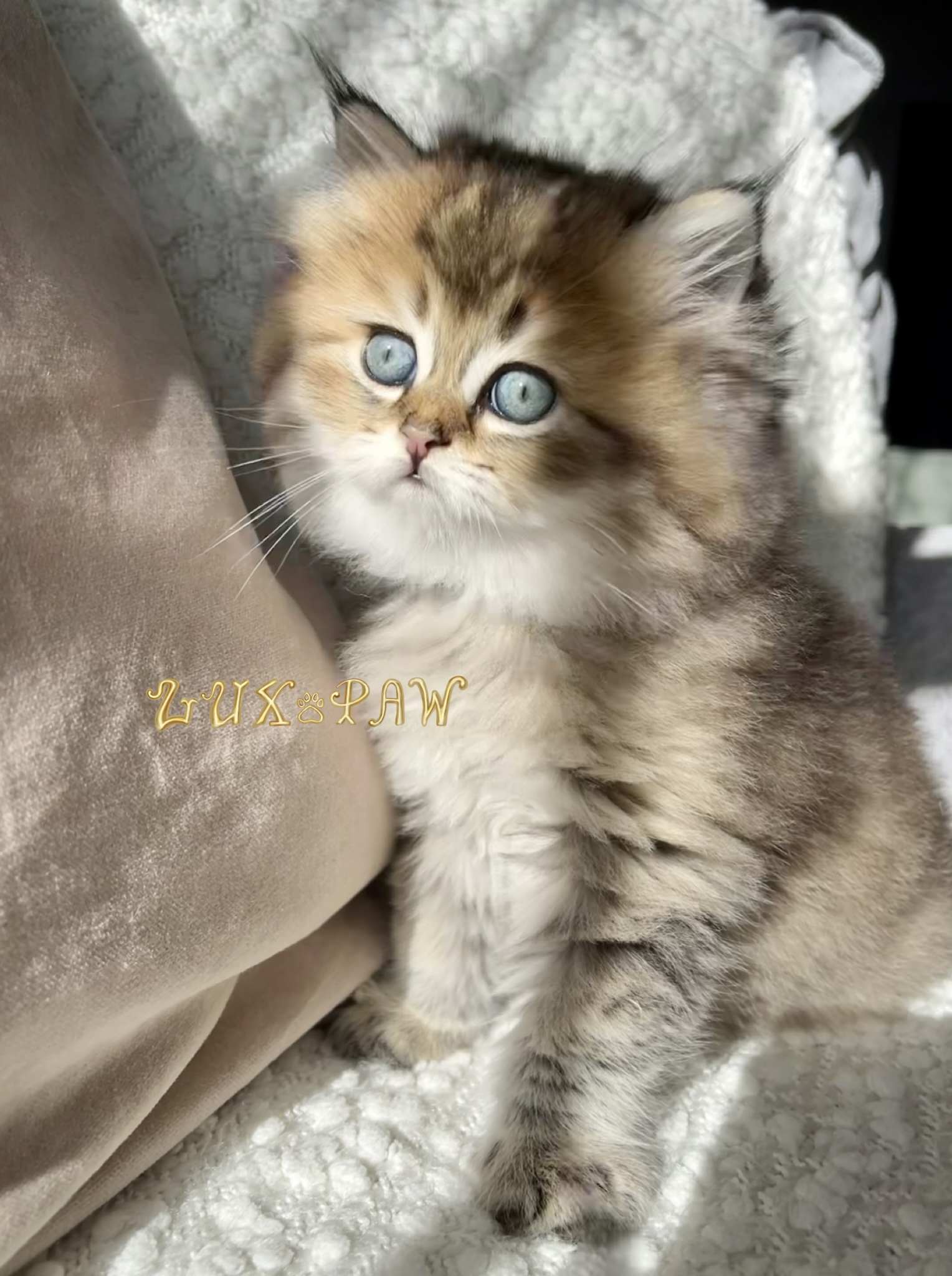 longhair kitten near me