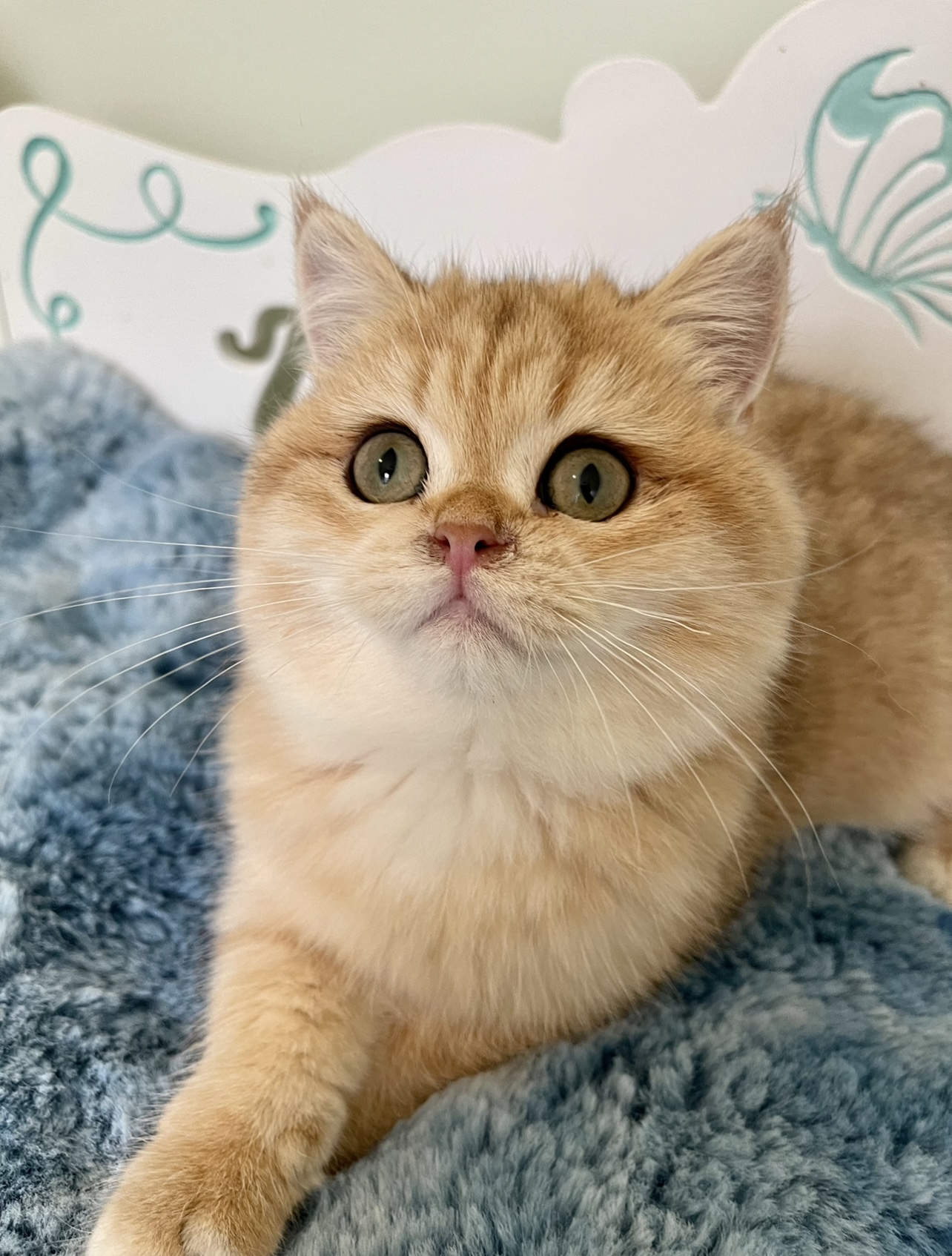 british shorthair golden kitten