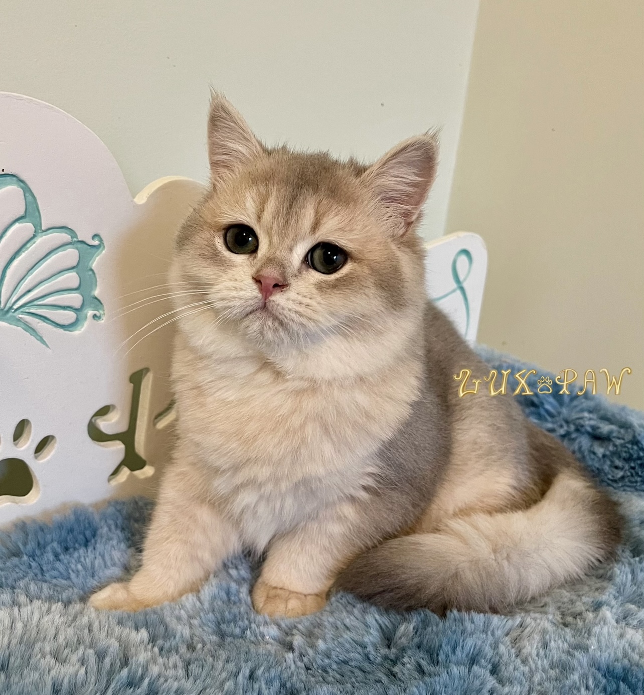 british shorthair kitten