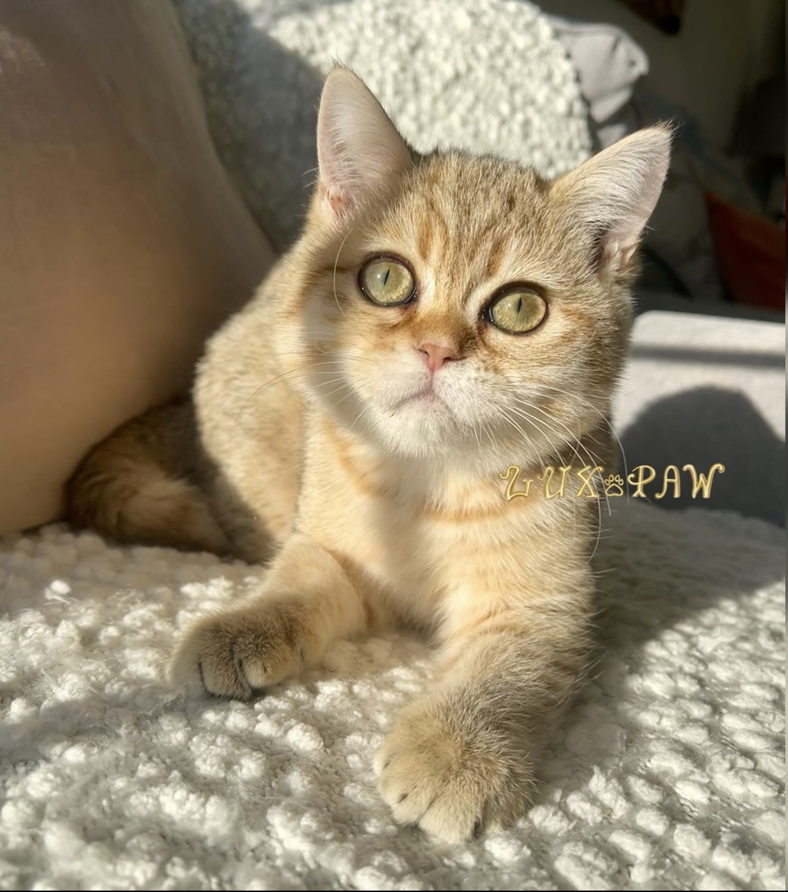 cute kitten for sale