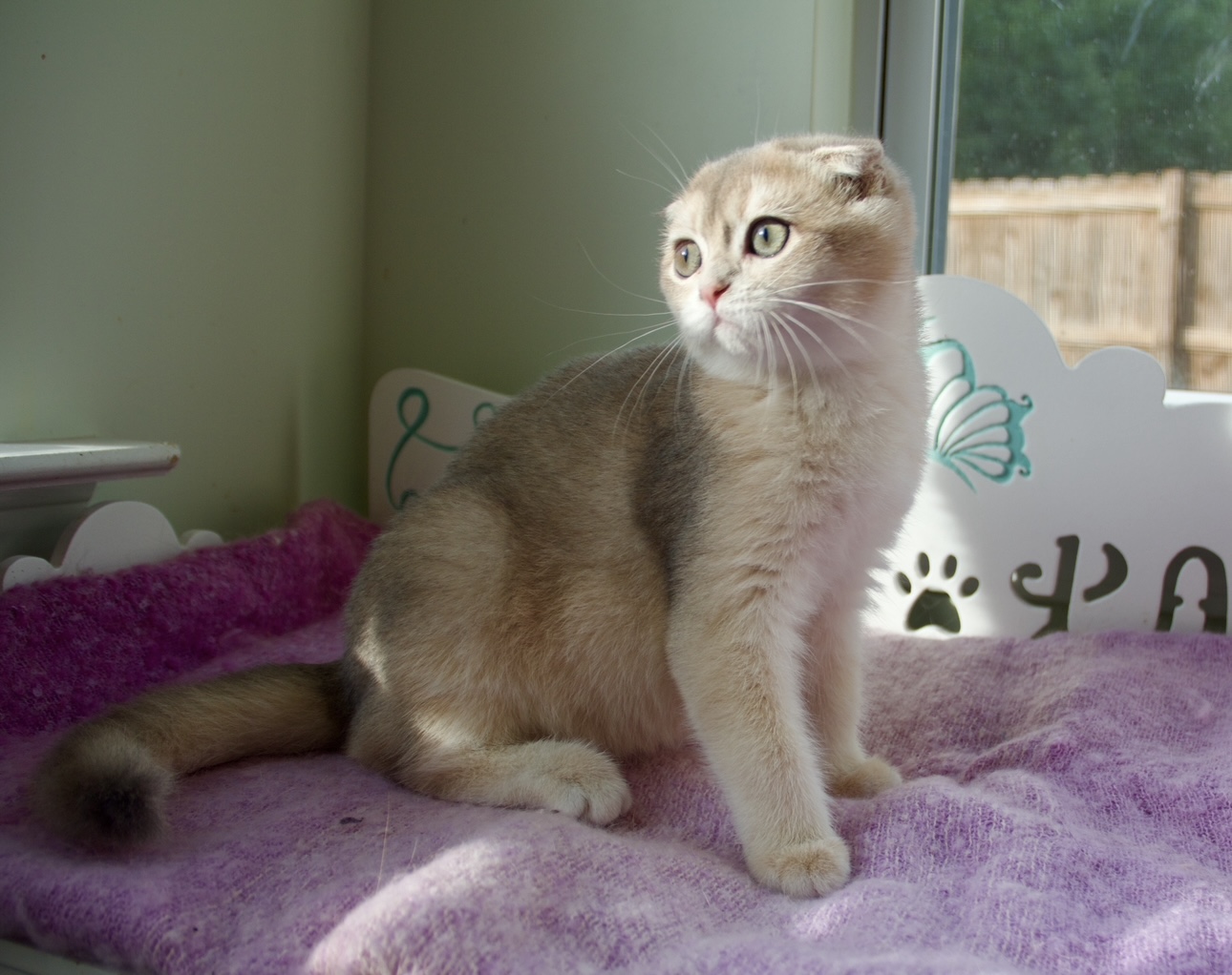 scottish fold