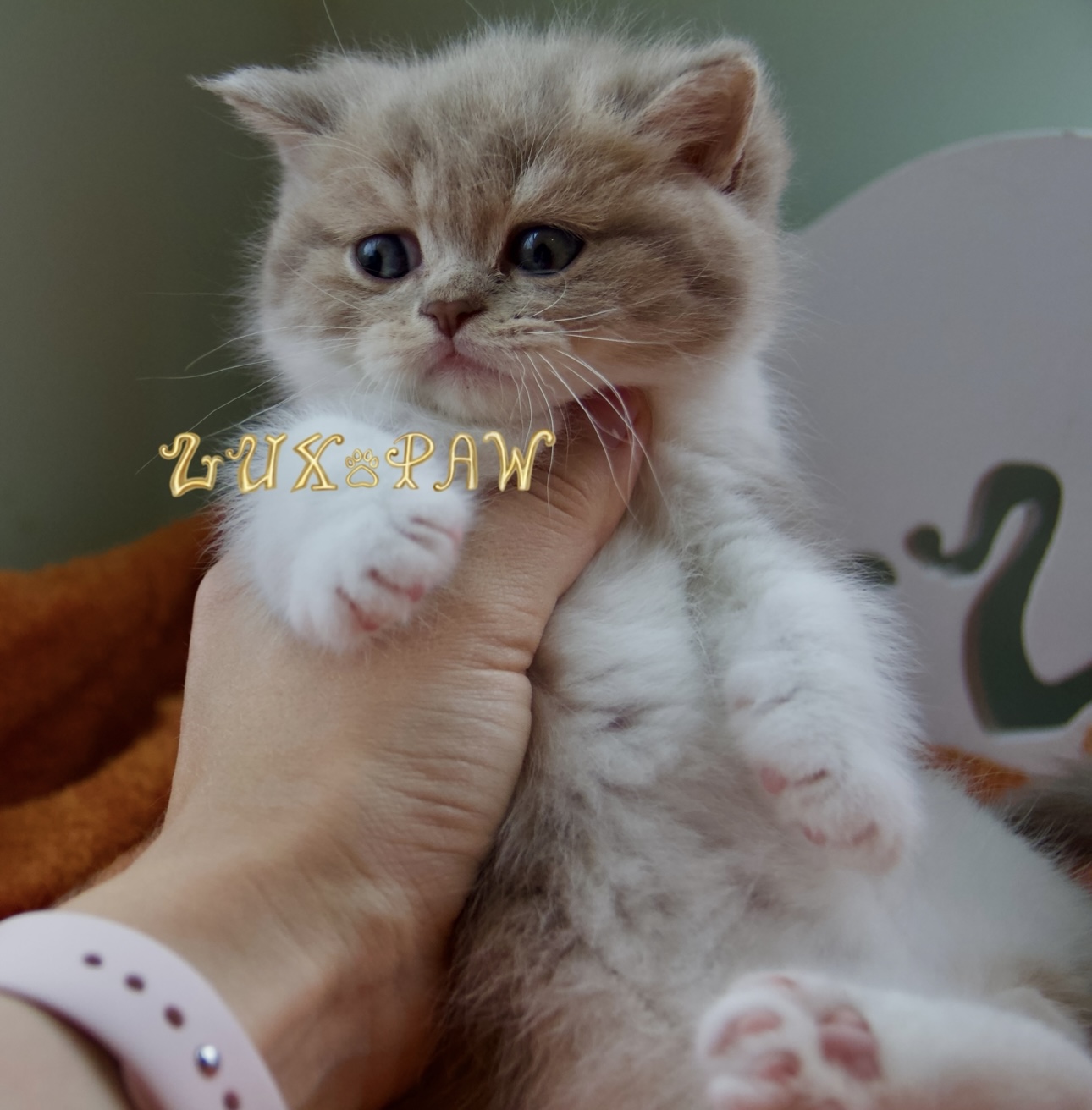 cute kitten for sale