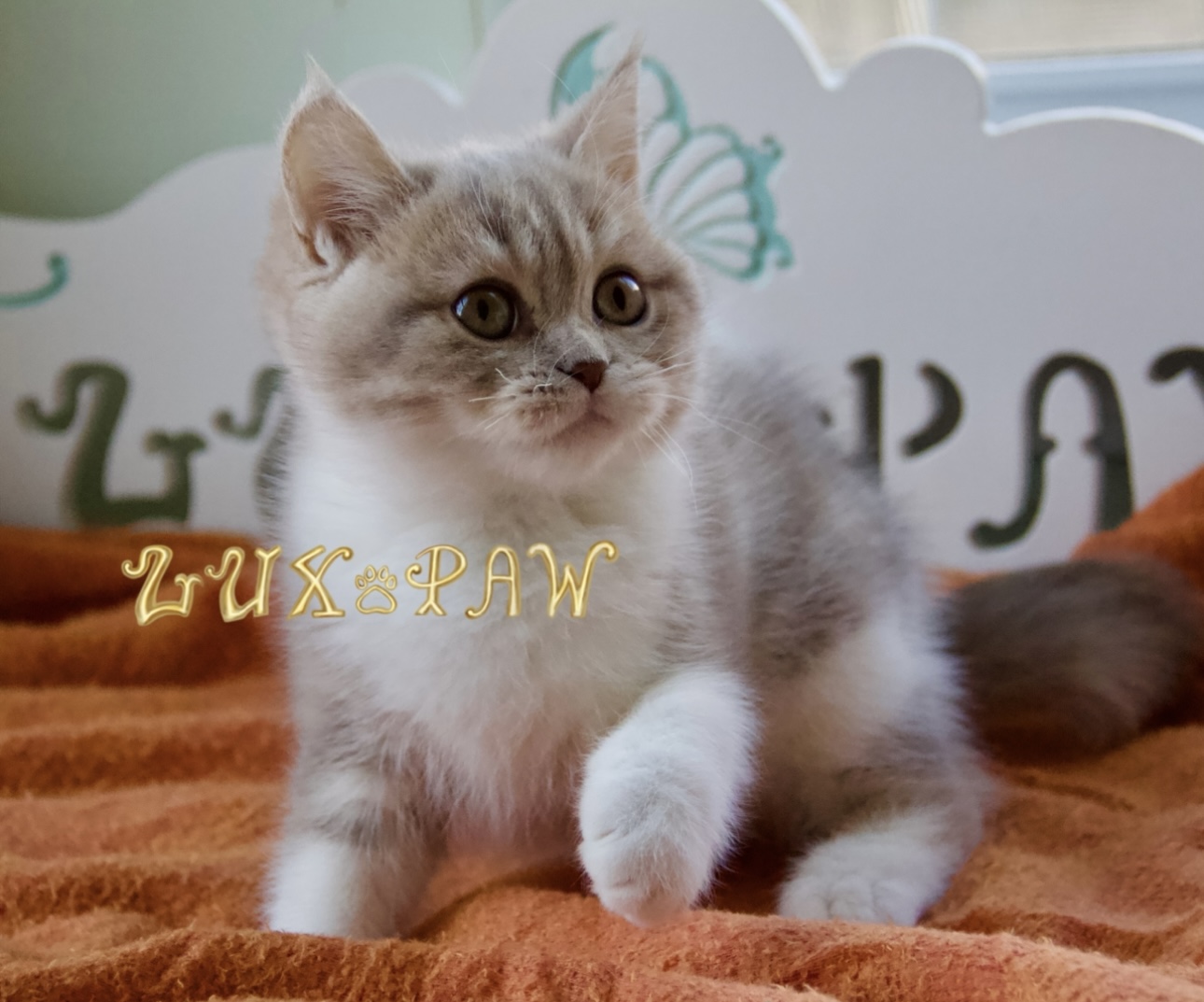 british shorthair kitten