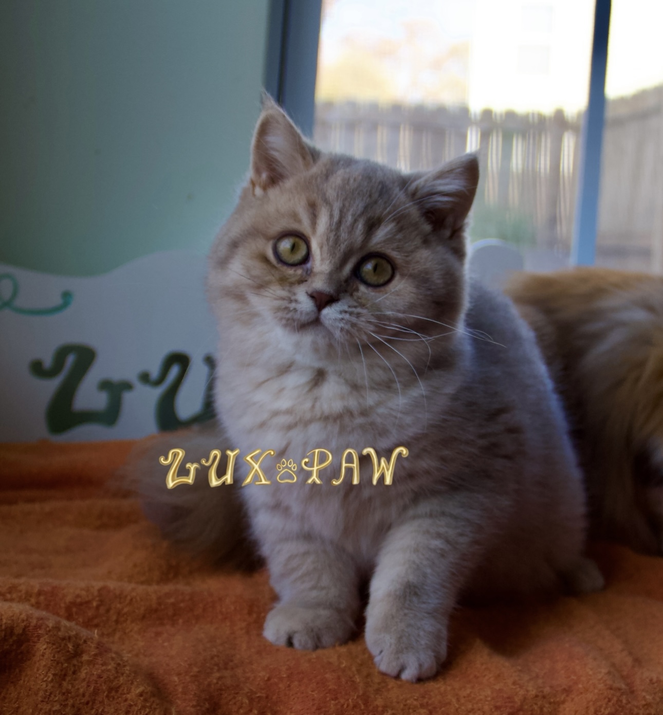 british shorthair kitten for sale